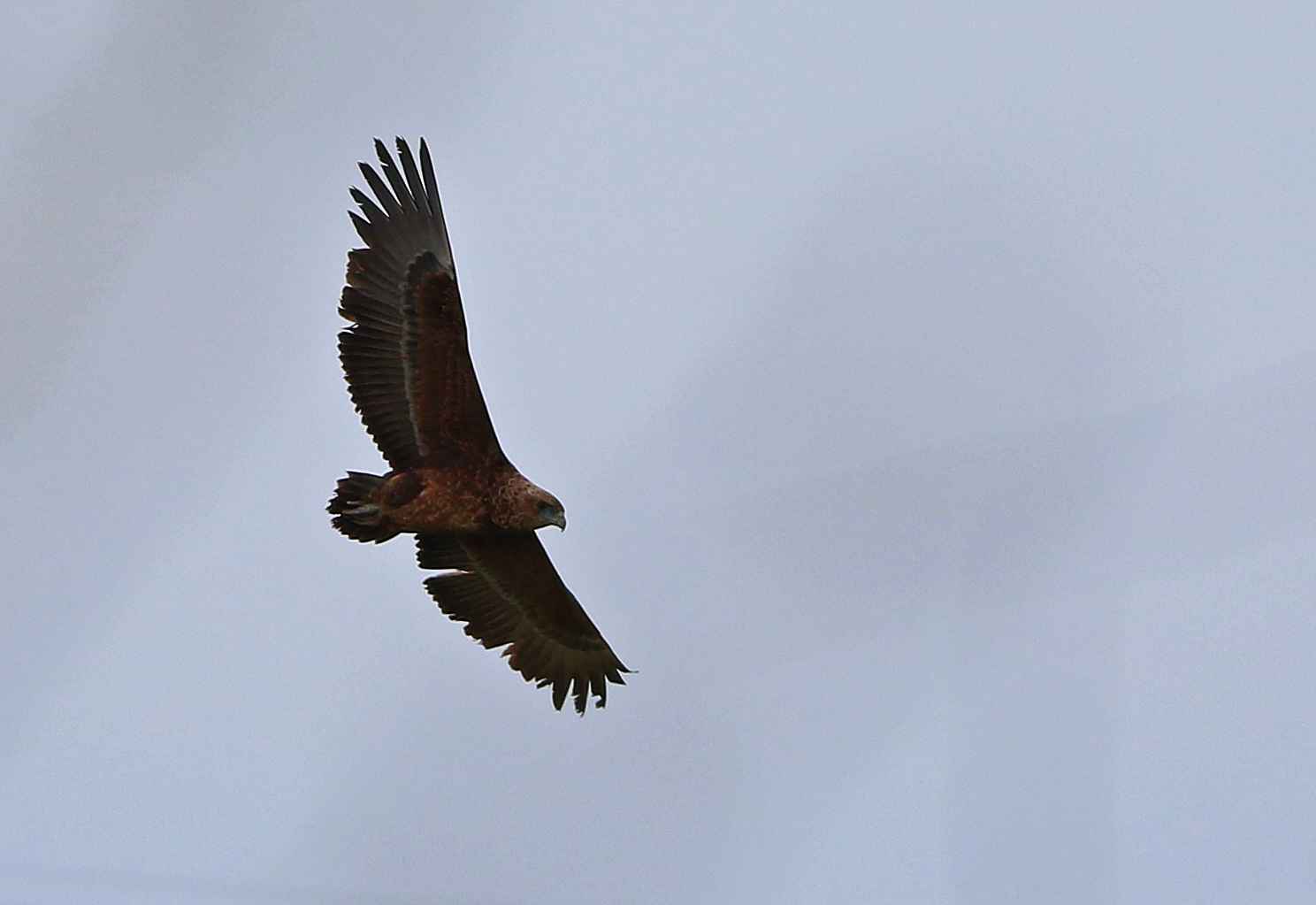 Bateleur